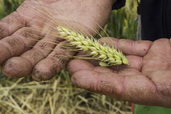 Agricultor con cebada — Foto de Stock