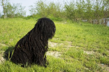 hungarian herding dog ,PULI clipart