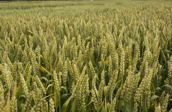 Veld — Stockfoto