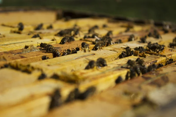 Bees — Stock Photo, Image