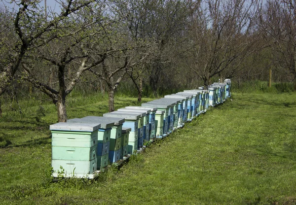 Bienen — Stockfoto