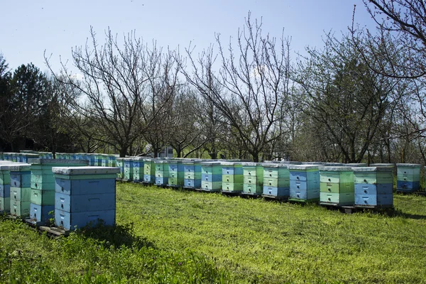 Abejas — Foto de Stock