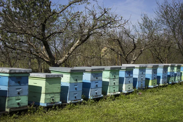 Abejas — Foto de Stock