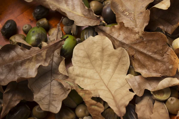 Blätter und Eicheln — Stockfoto