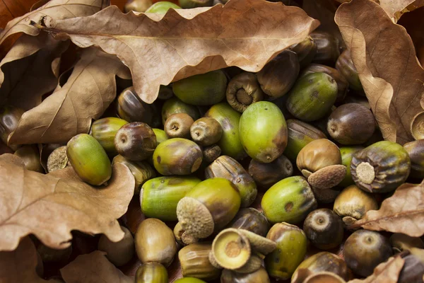 Blätter und Eicheln — Stockfoto