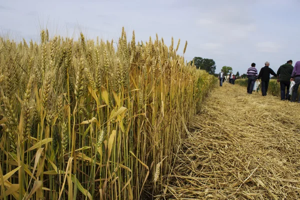 Landbouwgebied — Stockfoto