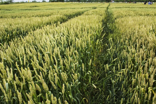 Sector agrícola — Foto de Stock