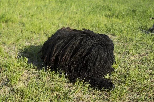Corded puli -dog sit on the grass — Stock Photo, Image