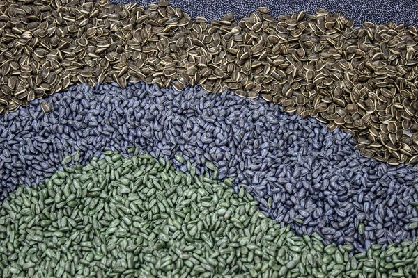 Agricultural seeds — Stock Photo, Image