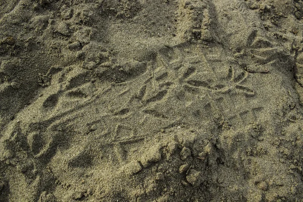 Sand surface with traces of birds — Stock Photo, Image