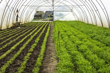 sebze roka aka roket, rucola sera içinde
