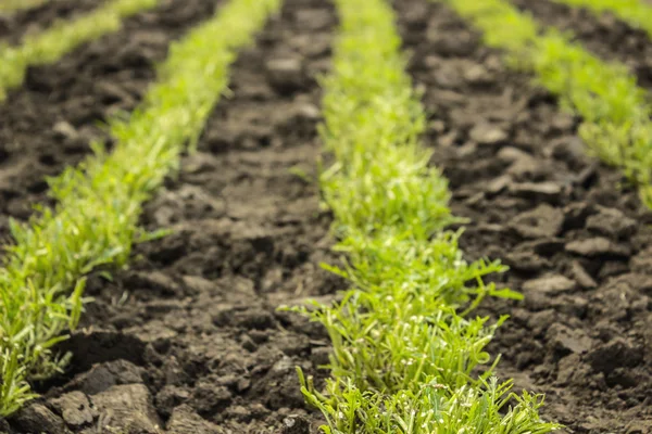 Grönsaker ruccola aka raket, rucola i växthus — Stockfoto