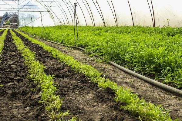 Groenten rucola aka rocket, rucola in kas — Stockfoto