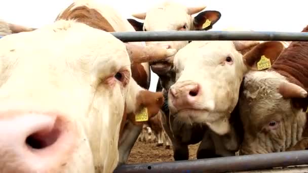 krávy a býci dobytka v louce tráva farmě páření sezóny