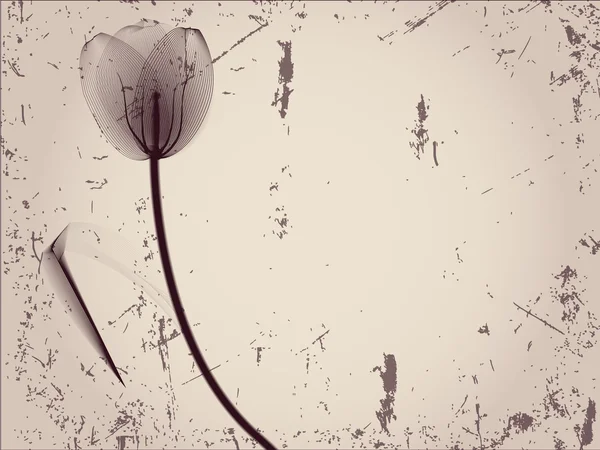 Floral bakgrund med tulpan — Stock vektor