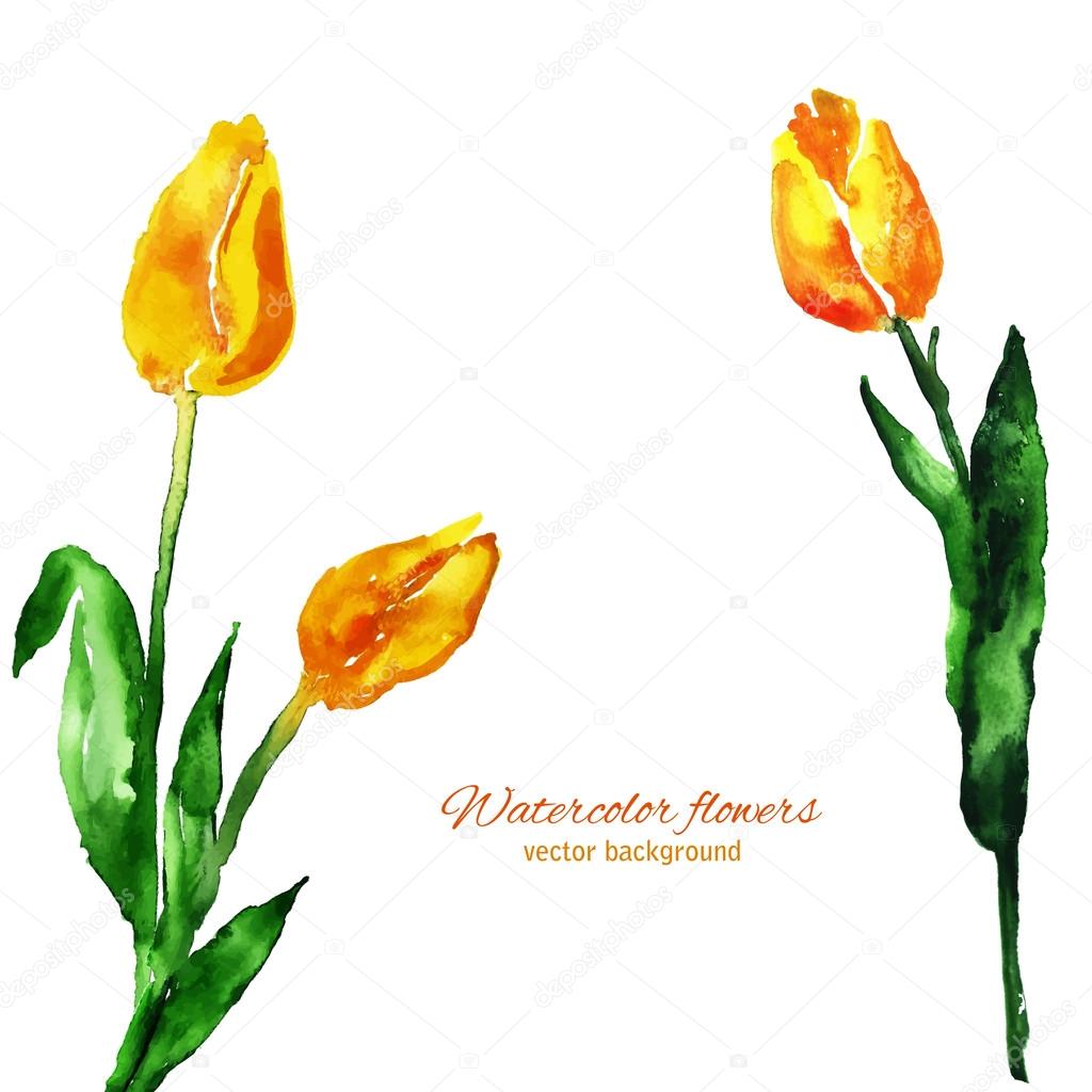 Yellow watercolor tulips Stock Vector Image by ©ajjjgul 43124781