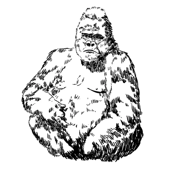 Sketch gorilla. — Stock Vector