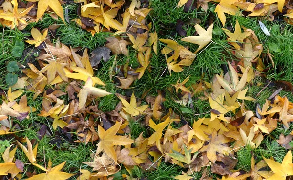 Herbstgrund (nahtlos)) — Stockfoto