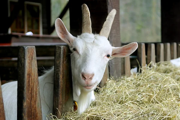 Chèvre regardant dans la caméra — Photo