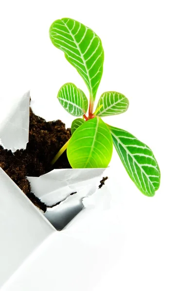 Planta em um caso — Fotografia de Stock