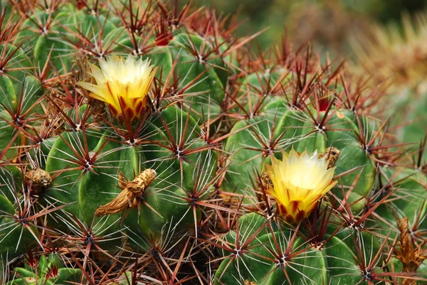 Cactus blossoms — Stock Photo, Image
