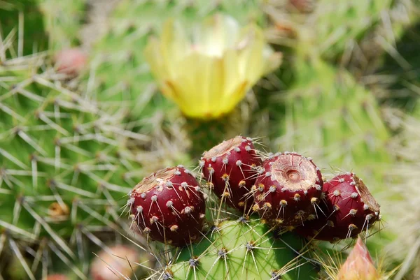 Red cactus fruits — Stock Photo, Image