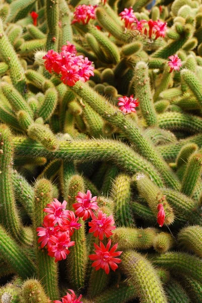 Cacti blossoms — Stock Photo, Image