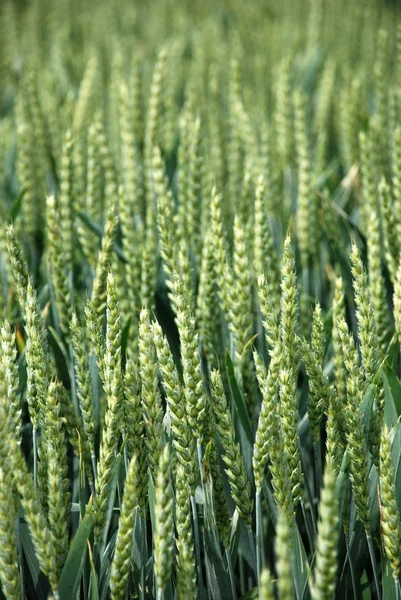 Groene rogge veld — Stockfoto