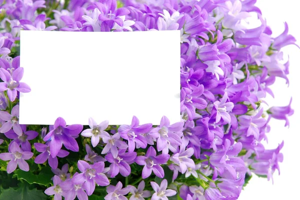 Copia lo spazio nei fiori purpla — Foto Stock