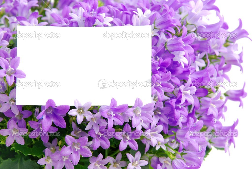 Copy space in purpla blossoms