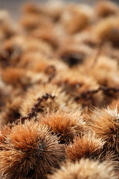 Castagne dolci — Foto Stock