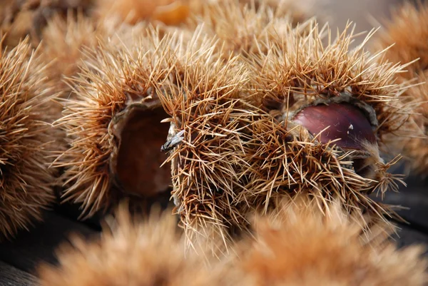 Castanha doce — Fotografia de Stock