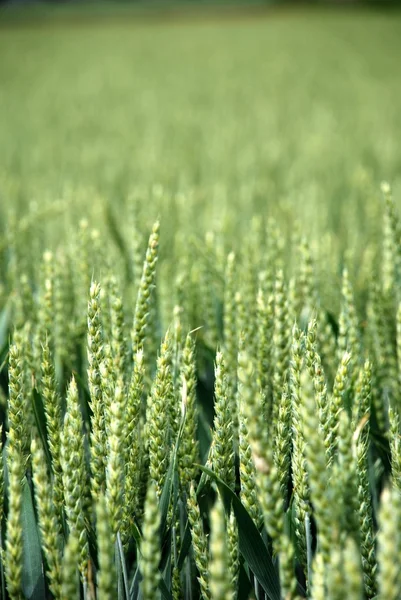 Groene rogge veld — Stockfoto