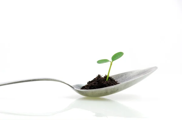 Small plant on a spoon — Stock Photo, Image