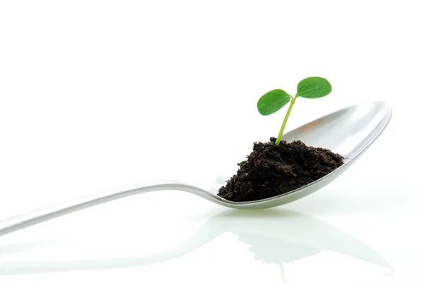 Plant on a spoon — Stock Photo, Image