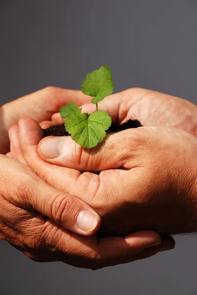 Duas mãos segurando uma planta — Fotografia de Stock