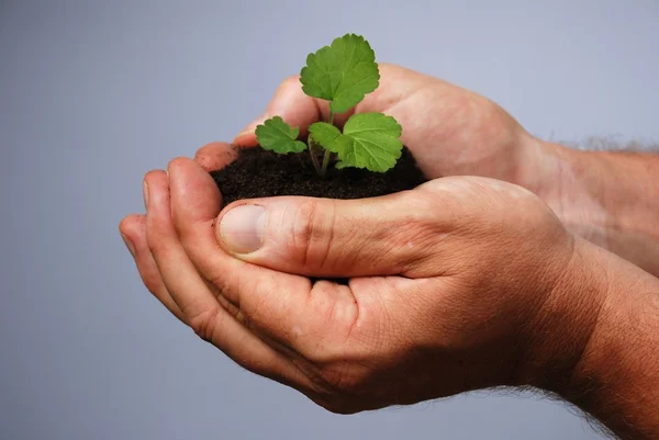 A mans hand planting — Stock Photo, Image