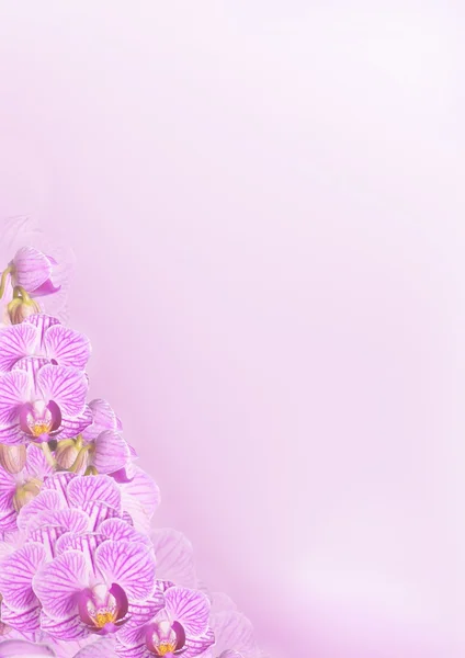 Fundo de flor de orquídea em roxo — Fotografia de Stock