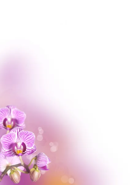 Orchid flower background — Stock Photo, Image