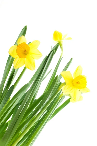 Yellow daffodils — Stock Photo, Image