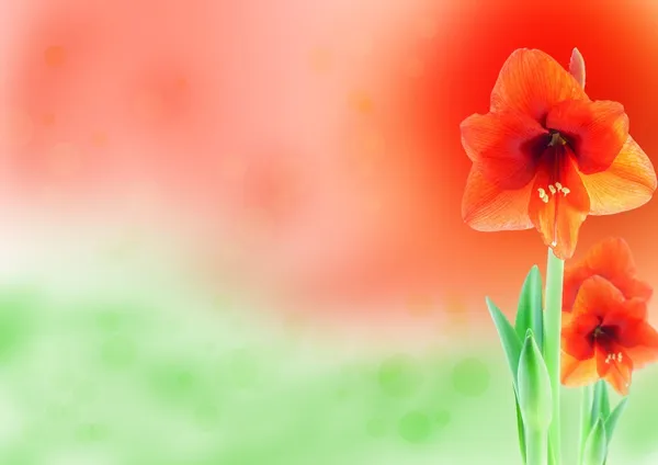 Amaryllis em um medow de verão — Fotografia de Stock