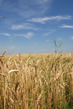 Sarı buğday tarlası