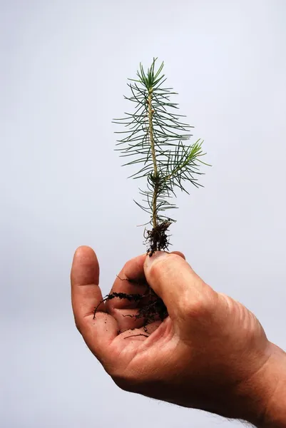 Hand hält eine Pflanze — Stockfoto