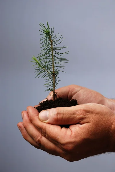 Hand schützt ein kleines Pflänzchen — Stockfoto