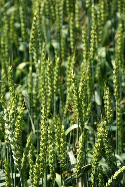 Groene rogge — Stockfoto