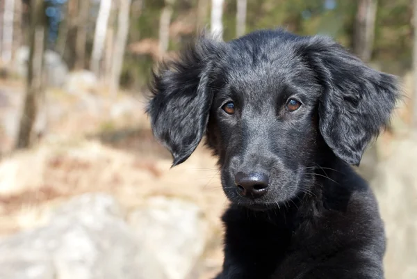 Een zwarte puppy hondje — Stockfoto