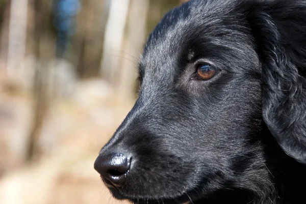 Yavru köpek yüzünü kapat — Stok fotoğraf