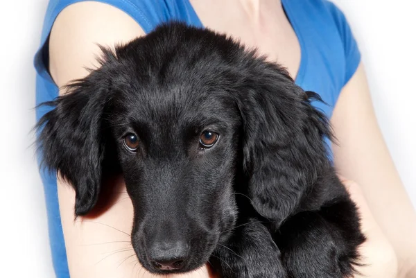 Cachorro negro — Foto de Stock