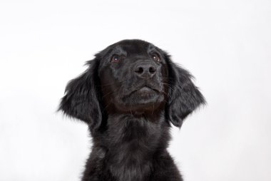 siyah köpek yavrusu