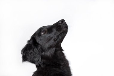 meraklı bir köpek